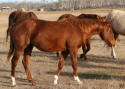 filly